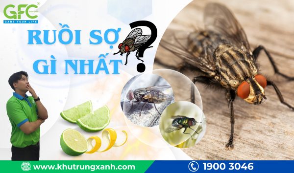 Ruồi sợ gì nhất?