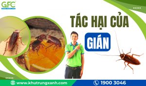 Loài Gián và tác hại của gián