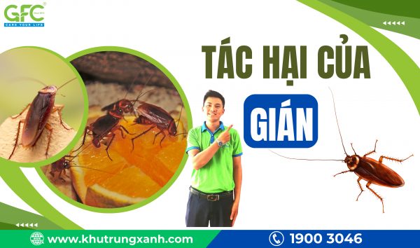 Loài Gián và tác hại của gián