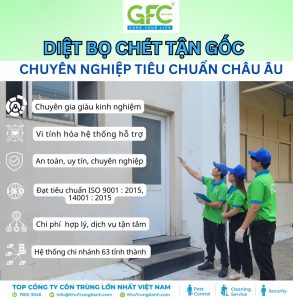 Dịch vụ diệt bọ chét tận gốc giá rẻ tại TPHCM, Hà Nội