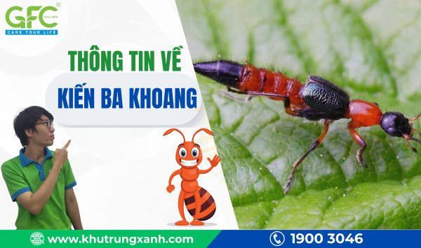 Những thông tin về kiến ba khoang có thể bạn chưa biết