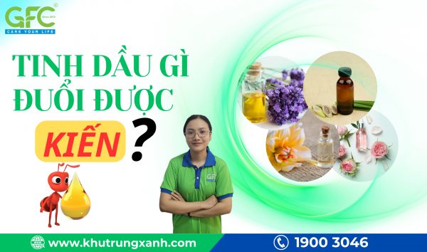 Tinh dầu gì đuổi được kiến? 4 loại tinh dầu hiệu quả nhất