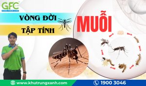 Vòng đời của muỗi, tập tính của muỗi