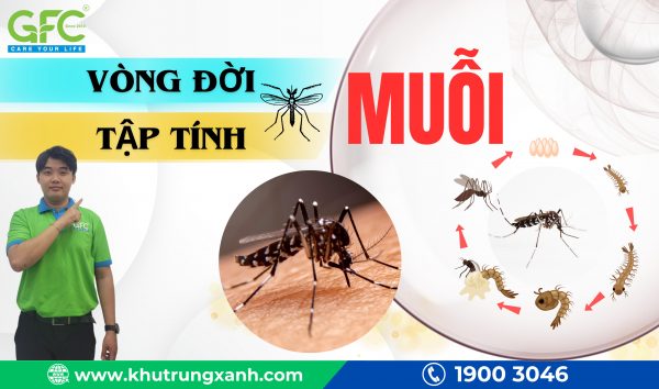 Vòng đời của muỗi, tập tính của muỗi