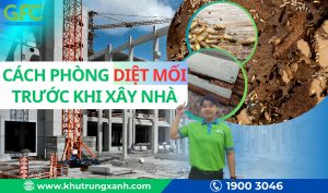 Cách phòng diệt mối trước khi xây nhà