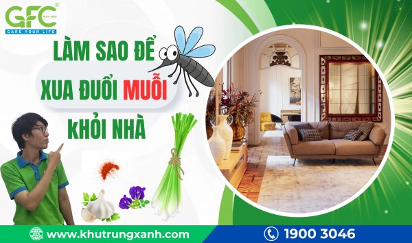 Nguyên nhân nhà nhiều muỗi? Làm sao để xua đuổi muỗi khỏi nhà