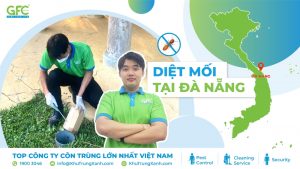 Bảng giá dịch vụ diệt mối tại Đà Nẵng mới nhất 2025
