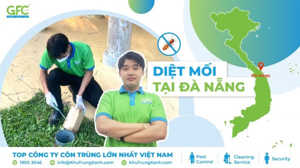 Bảng giá dịch vụ diệt mối tại Đà Nẵng mới nhất 2025
