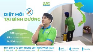 Dịch vụ diệt mối tại Bình Dương hiệu quả, giá rẻ