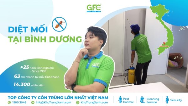 Dịch vụ diệt mối tại Bình Dương hiệu quả, giá rẻ