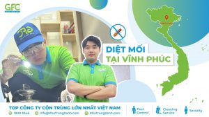5 địa chỉ diệt mối tận gốc tại Vĩnh Phúc uy tín nhất