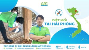 5 địa chỉ diệt mối tận gốc tại Hải Phòng uy tín nhất 2025