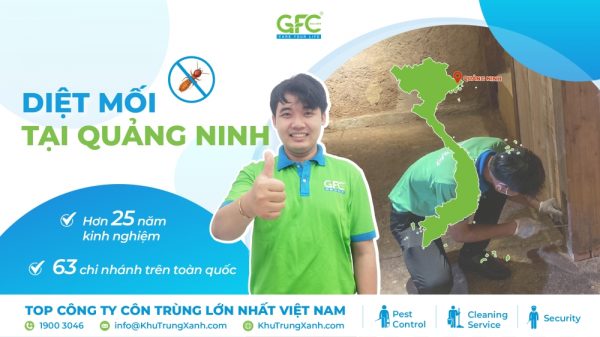5 địa chỉ diệt mối tận gốc tại Quảng Ninh uy tín nhất