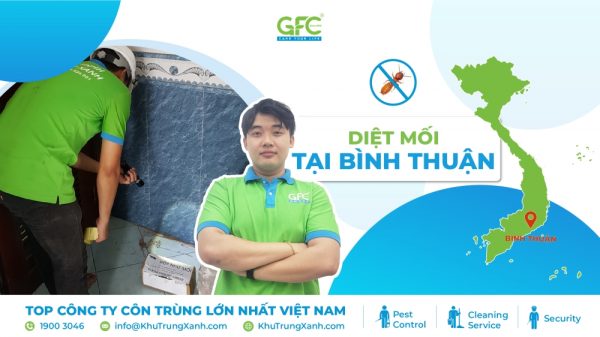 6 đơn vị diệt mối tận gốc tại Bình Thuận chuyên nghiệp