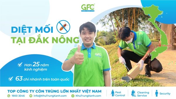 Bảng giá dịch vụ diệt mối tại Đắk Nông mới nhất 2025