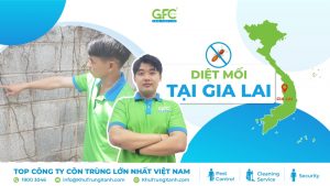 5 địa chỉ diệt mối tận gốc tại Gia Lai uy tín nhất