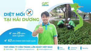 Diệt mối tại Hải Dương tận gốc, uy tín nhất 2025