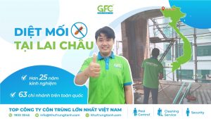 Bảng giá dịch vụ diệt mối tại Lai Châu mới nhất 2025