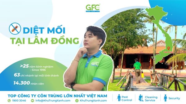 Bảng giá dịch vụ diệt mối tại Lâm Đồng mới nhất 2025