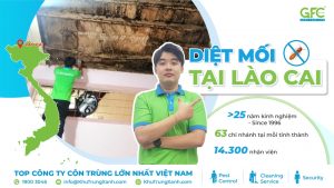 6 địa chỉ diệt mối tại Lào Cai uy tín, chuyên nghiệp