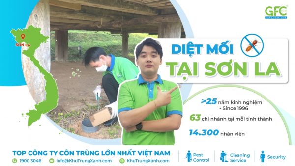 Bảng giá dịch vụ diệt mối tại Sơn La mới nhất 2025