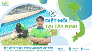 5 địa chỉ diệt mối tận gốc tại Tây Ninh uy tín nhất 2025