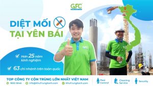 5 địa chỉ diệt mối tận gốc tại Yên Bái uy tín nhất