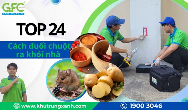 13 cách đuổi chuột hiệu quả, an toàn nhất 2025