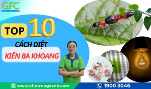 Top 13+ cách diệt kiến ba khoang an toàn, đơn giản, hiệu quả