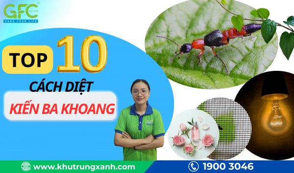 Top 13+ cách diệt kiến ba khoang an toàn, đơn giản, hiệu quả