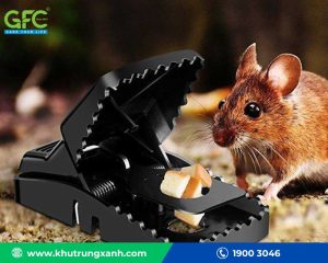 Dịch vụ diệt chuột tại nhà máy thức ăn chăn nuôi