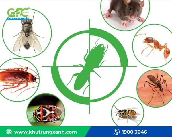 Địa chỉ mua thuốc diệt côn trùng tại Hà Nội chính hãng, an toàn
