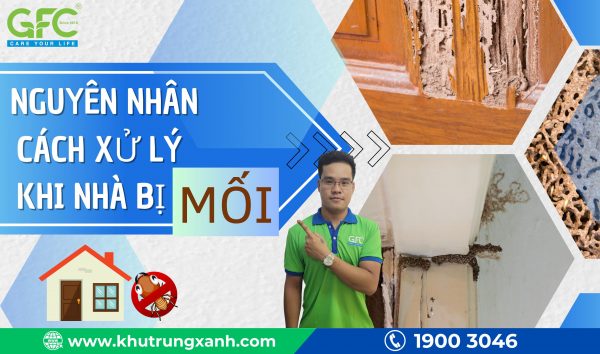 Nguyên nhân và cách xử lý khi nhà bị mối xông hiệu quả