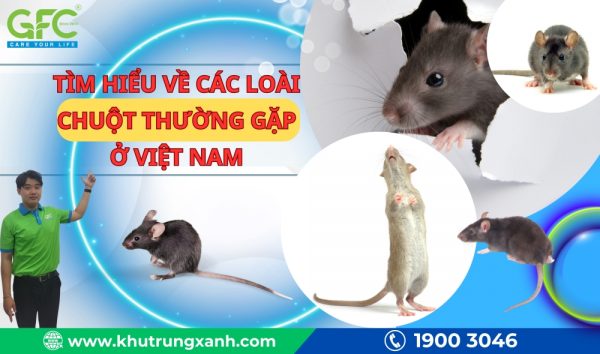 Tìm hiểu về các loài chuột thường gặp tại Việt Nam