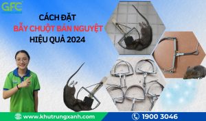Cách đặt bẫy chuột bán nguyệt hiệu quả năm 2024
