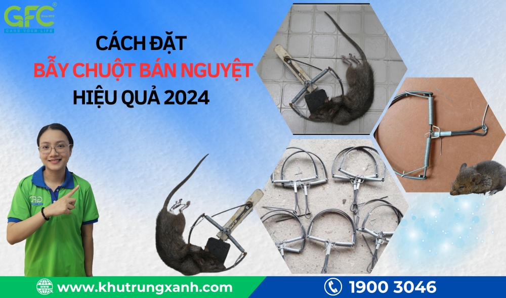 Cách đặt bẫy chuột bán nguyệt hiệu quả năm 2024