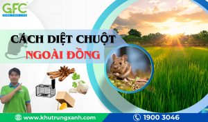 6 cách đuổi chuột hiệu quả cho ruộng lúa