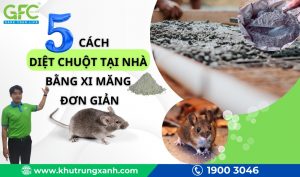5 cách diệt chuột tại nhà bằng xi măng đơn giản, hiệu quả