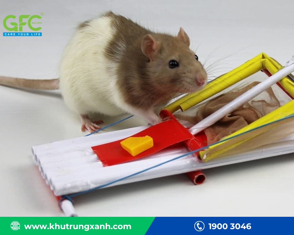 Cần đặt bẫy chuột cẩn thận để không làm tổn thương đến gà