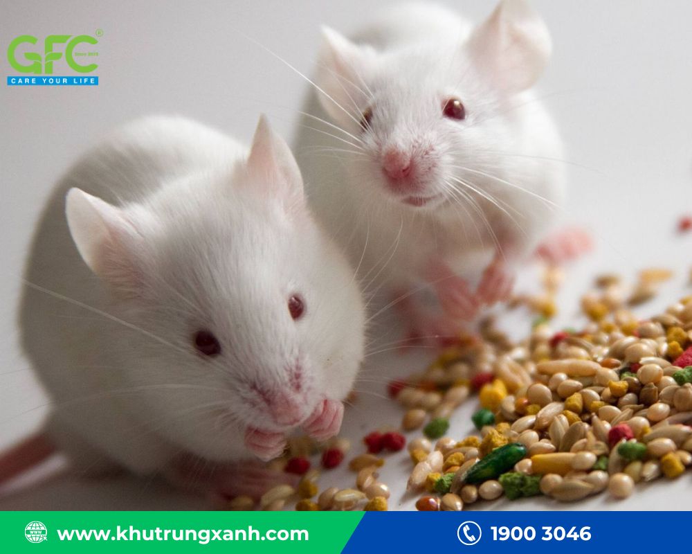 Đặt thuốc diệt chuột ở những nơi chuột thường đi qua để thu hút chúng