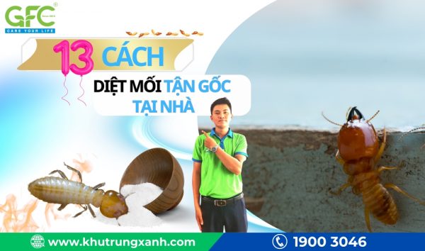 12 cách diệt mối tận gốc tại nhà, hiệu quả nhất 2025