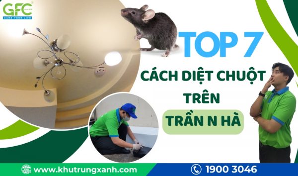 7+ Cách loại bỏ chuột trên trần nhà hiệu quả ngay lập tức