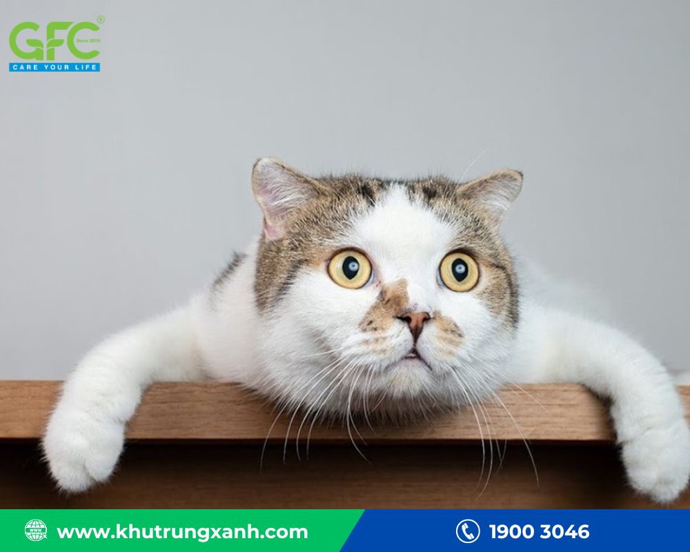 Nuôi mèo đuổi chuột chù