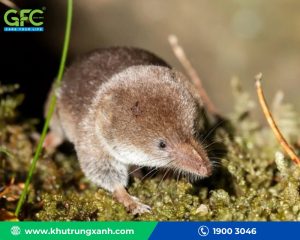 16 cách đuổi chuột chù ra khỏi nhà hiệu quả, đơn giản