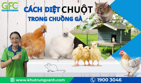 Chia sẻ cách diệt chuột trong chuồng gà hiệu quả tại nhà