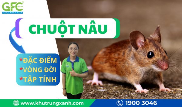 Chuột nâu – Đặc điểm, vòng đời, tập tính của chuột nâu