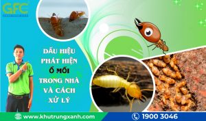 Dấu hiệu phát hiện ổ mối trong nhà và cách xử lý 
