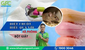 Diệt chuột hiệu quả với bột giặt và xà phòng