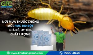 Nơi mua thuốc chống mối PMS 100 giá rẻ, uy tín, chất lượng