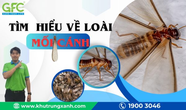 Tìm hiểu về mối cánh, cách ngăn chặn mối vào nhà